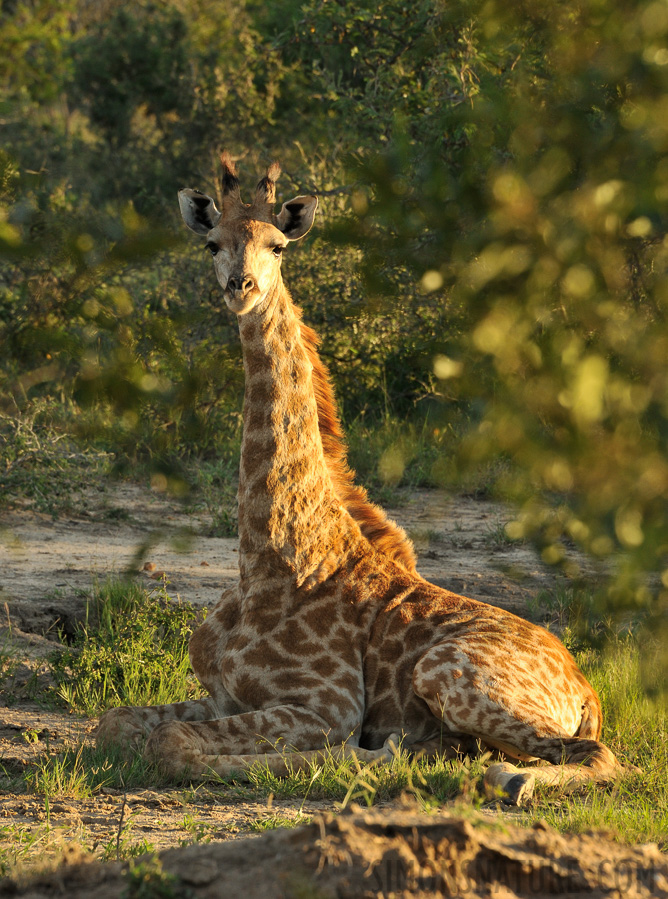 Giraffa giraffa giraffa [300 mm, 1/200 sec at f / 11, ISO 1000]